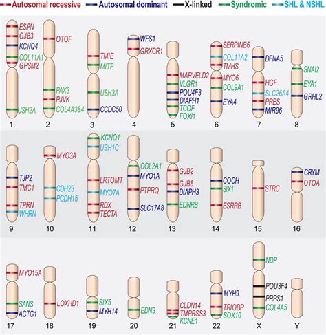 The Chromosomal Location of Genes with Mutations Causing Hearing ...