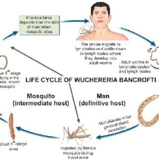 (PDF) Filarial Worms