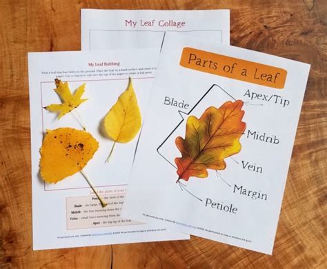 18 Fall Science Activities and Experiments with Leaves