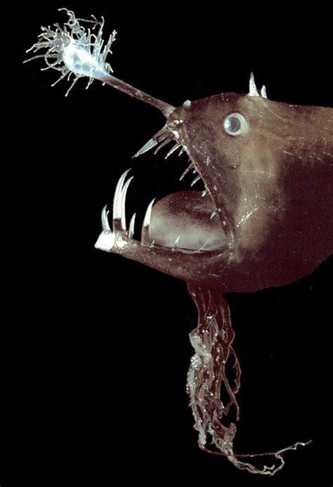 angler fish mating