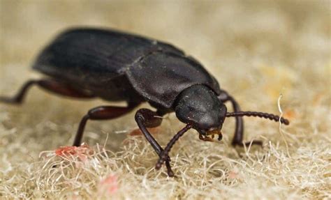 6 Little Black Bugs In Arizona That Annoy Arizona Residents