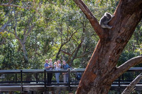 Visit the Port Stephens Koala Sanctuary - Newy with Kids