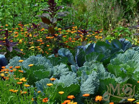 15 Plants For A Permaculture Garden - Misfit Gardening