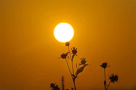 HD wallpaper: silhouette of flowers across sun, Sunrise, morning, nature, grass | Wallpaper Flare