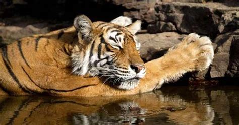 India's Most Famous Tiger Machli, 'Queen of Ranthambore', Dies at 19