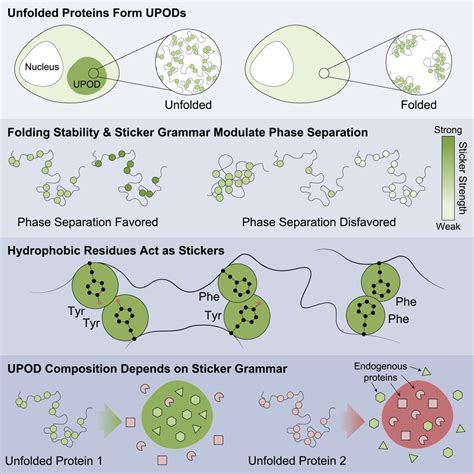 How protein aggregation occurs in cells