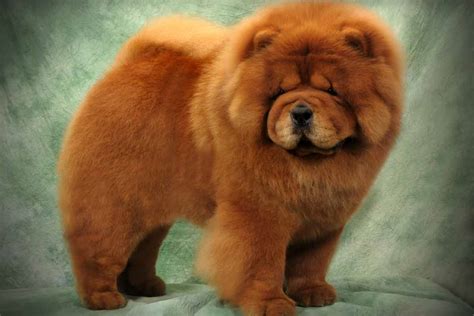 Miniature Chow Chow Puppies For Sale Images & Pictures - Becuo