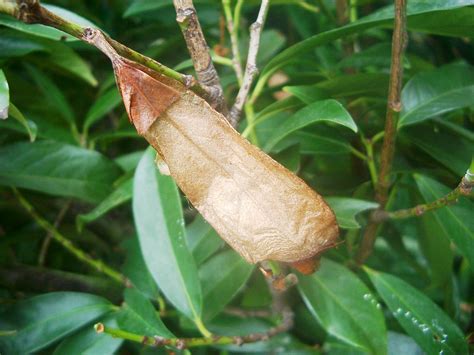 Atlas Moth Pupa - Attacus atlas image - Free stock photo - Public Domain photo - CC0 Images