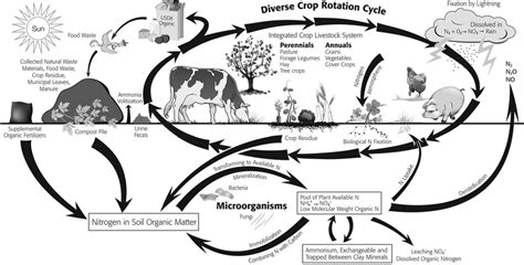 Practical aspects of the nitrogen cycle on an organic farm. Organic... | Download Scientific Diagram