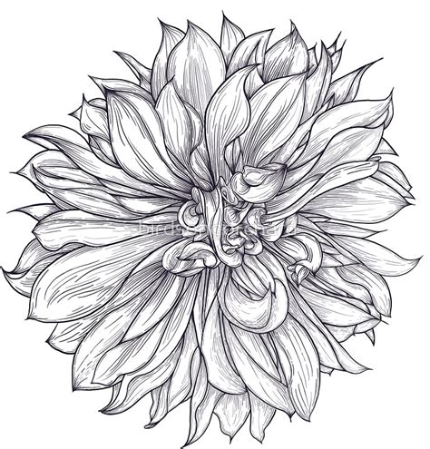 Dahlia Line Drawing at GetDrawings | Free download