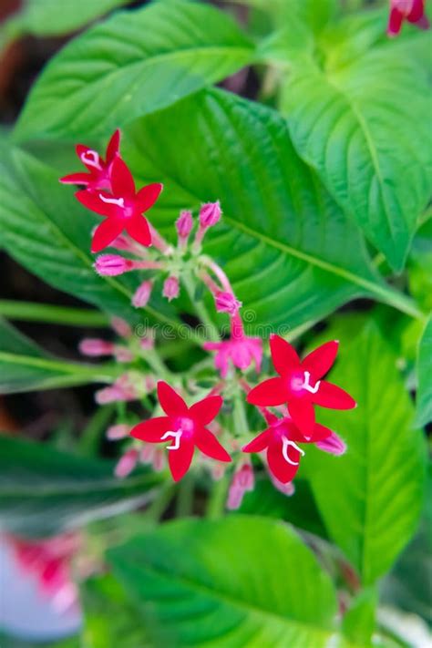 Egyptian Star Cluster Flower in Park Garden Stock Image - Image of garden, flower: 196959839