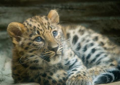 Amur leopard baby stock image. Image of portrait, amur - 64769107