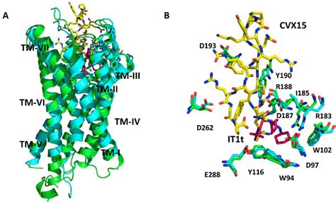 CXCR4 crystal structures. A. Superimposed CXCR4 PDB structures, 3ODU ...