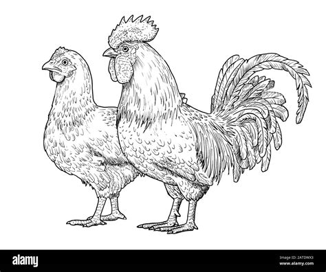 Isolated rooster illustration hi-res stock photography and images - Alamy