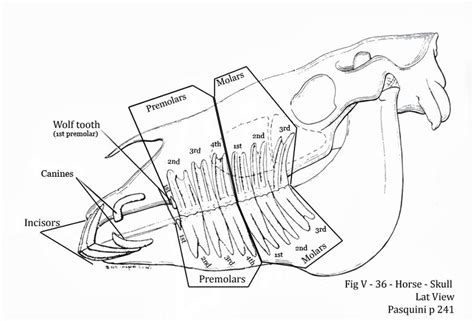 Dentistry