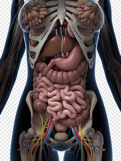 Acquire Human Anatomy Chart Organs Free Images - Www