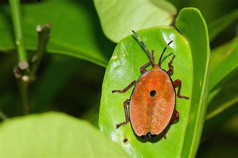 pest control - Managing Bronze Orange Bugs on citrus trees - Gardening & Landscaping Stack Exchange