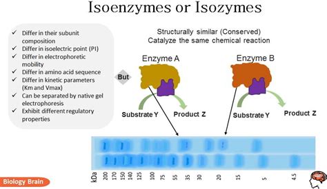 Enzymes Examples