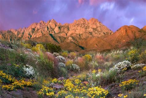 New Mexico Wildflowers