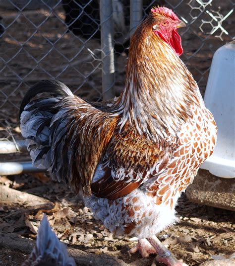 Blue-Laced Red Wyandotte — DRAGONFLY FARM