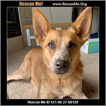 - Nebraska Dog Rescue - ADOPTIONS - Rescue Me!