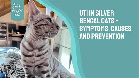 UTI in Silver Bengal Cats - Symptoms, Causes and Prevention