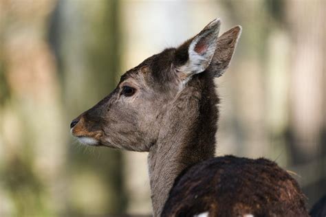 Brown Goat · Free Stock Photo