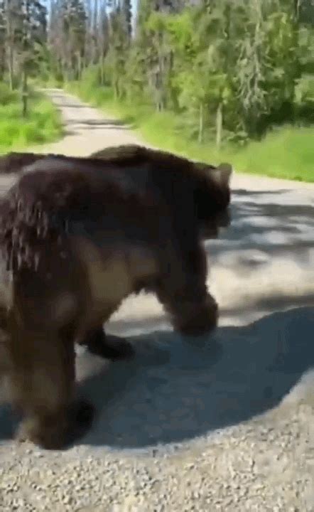 A Hiking Bear. They pose no danger. Don't forget to bow. It's proper hiking manners. : r/MemePiece