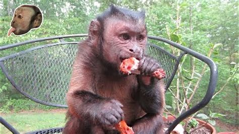 Capuchin Monkey & Grilled Chicken Legs! - YouTube