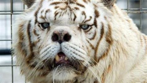 Kenny The White Tiger Reveals The Price of Inbreeding | IFLScience