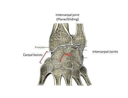 Plane Joint Anatomy