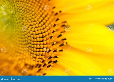 Stamen Or Pistil In Sunflower Stock Photo - Image: 31140770