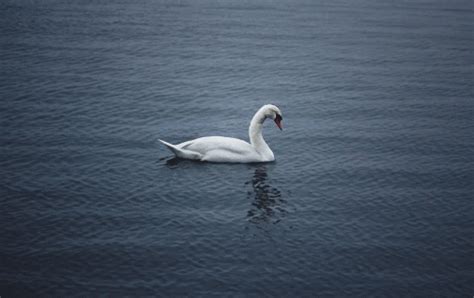 swan gifs | WiffleGif