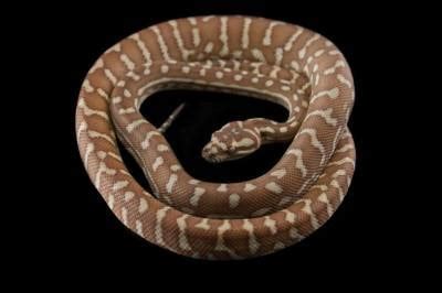 Carpet Python Morphs