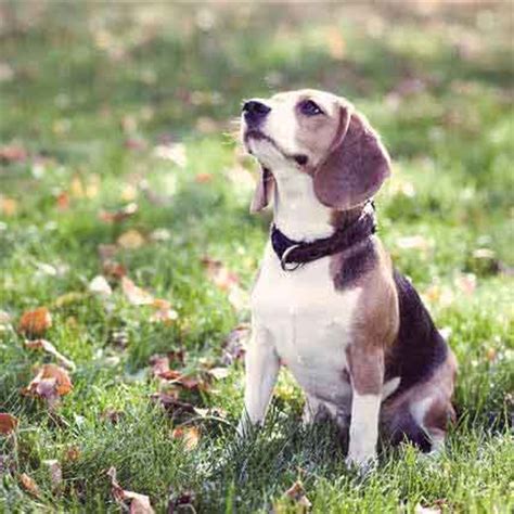 Beagle Training Tips | PetCareRx