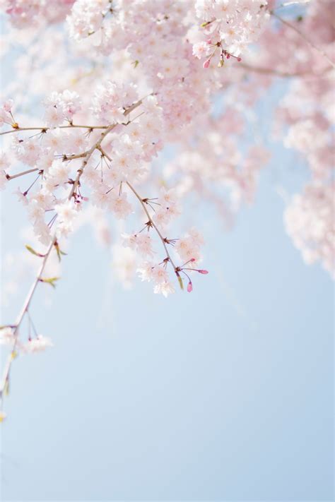 30+ Aesthetic Spring Images - the beauty may