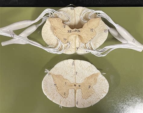 SPINAL CORD DIAGRAM Diagram | Quizlet