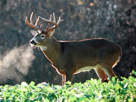 Three Strategies For Hunting Late Season Bucks | Mossy Oak Gamekeeper