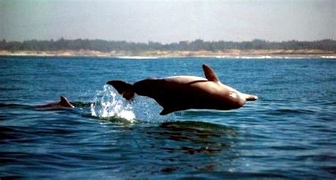 Atlantic Humpback Dolphin – "OCEAN TREASURES" Memorial Library