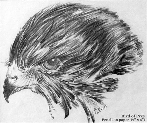 Hawk Pencil Drawing at PaintingValley.com | Explore collection of Hawk Pencil Drawing