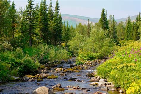 Siberian taiga. stock image. Image of sibirica, tree - 26801677