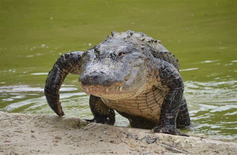 The Pros and Cons of Having a Pet Alligator - GeoZoo.org