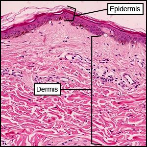 Anatomy A215 Virtual Microscopy