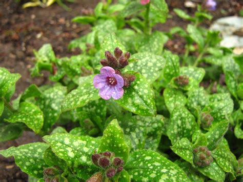 Rindy Mae: The Lungwort Is Blooming!