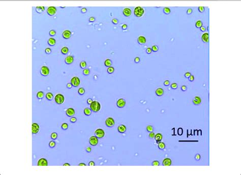 Chlorella Microscope