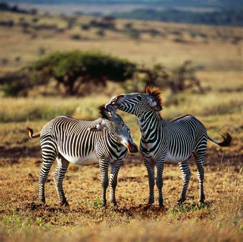 Zebra stock photo. Image of africa, tanzania, zebra, herd - 50423492