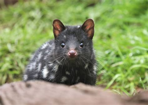 Largest ever: 50 eastern quolls released back into the wild on mainland Australia - Australian ...