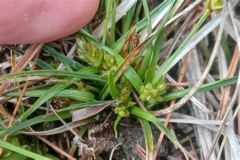 Parasol Sedge | Search | Native Plant Hub