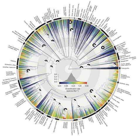 Phylogenetic Tree Of Life