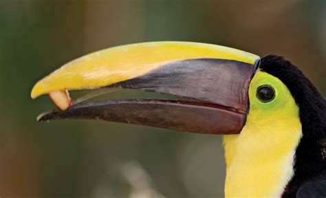 Toucan | Brightly Colored Bird of the Neotropics | Britannica